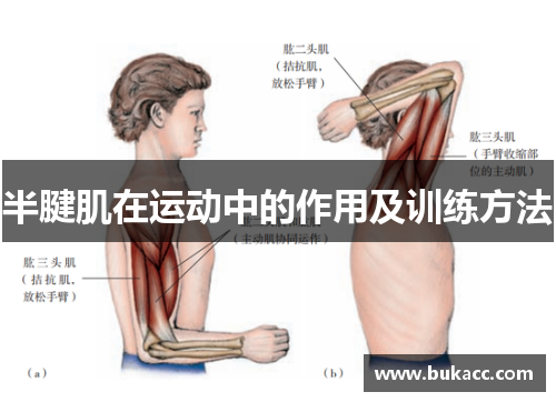 半腱肌在运动中的作用及训练方法